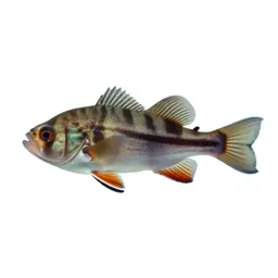 Bio-luminescent deep sea fish