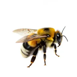 Bumblebee on approach