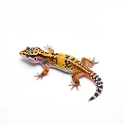 Gecko on glass