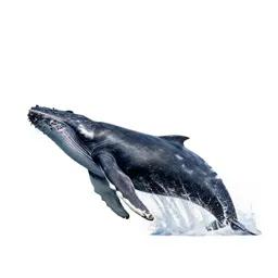 Humpback whale breaching