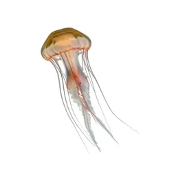 Jellyfish with long tendrils