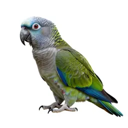 Kea parrot