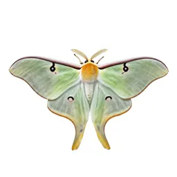 Luna moth