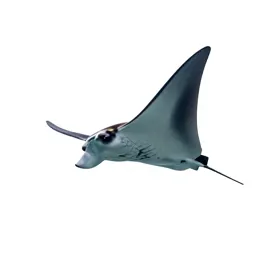Manta ray gliding