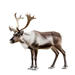 Reindeer with full antlers