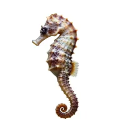 Seahorse