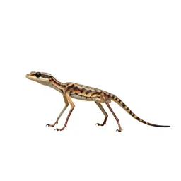 Six-legged desert strider