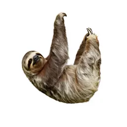 Sloth hanging