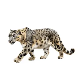 Snow leopard mid-prowl