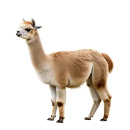 Alpaca