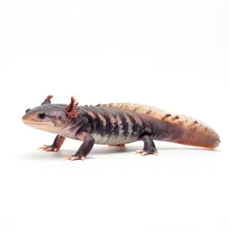 Axolotl