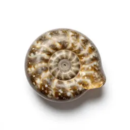 Fossilised ammonite