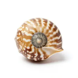 Nautilus shell