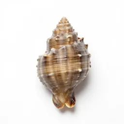 Paua shell