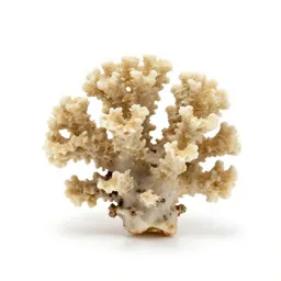 Piece of coral