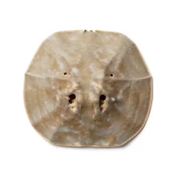 Sand dollar