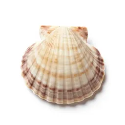 Scallop shell