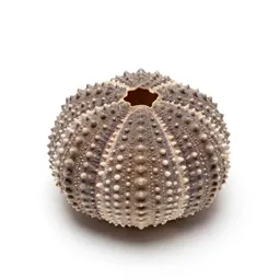 Sea urchin shell