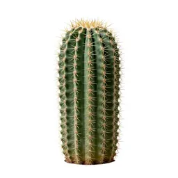 Barrel cactus