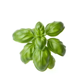 Basil plant