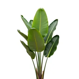 Bird of paradise plant