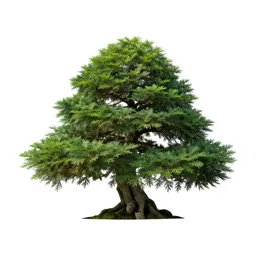 Bonsai juniper