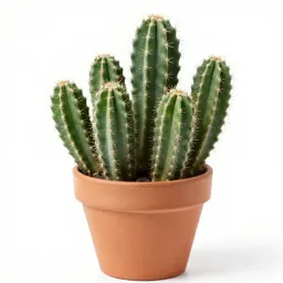 Cactus cluster in terracotta