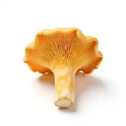 Chanterelle mushroom