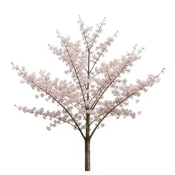 Cherry blossom branch