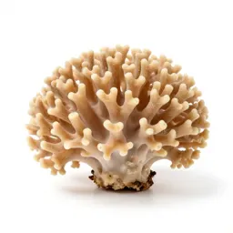 Coral fungus