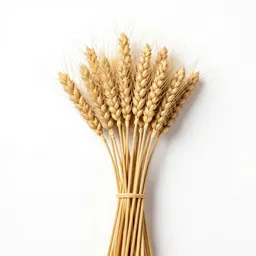 Dried wheat bundle