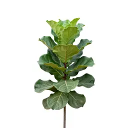Fiddle leaf fig