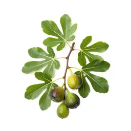 Fig branch with fruit