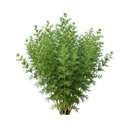 Flax bush
