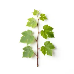Grape vine cutting