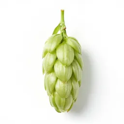 Hop flower cone