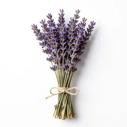 Lavender bunch tied with twine