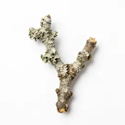 Lichen-covered twig