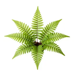 Maidenhair fern