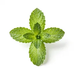 Mint cutting in water