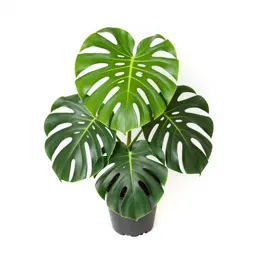 Monstera deliciosa in a pot