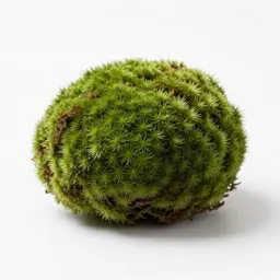 Moss ball