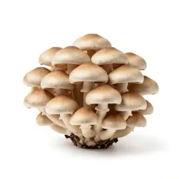 Mushroom cluster on bark