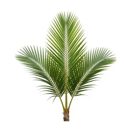 Nikau palm frond