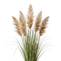 Pampas grass plume