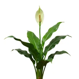 Peace lily in bloom