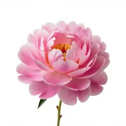 Peony in full bloom