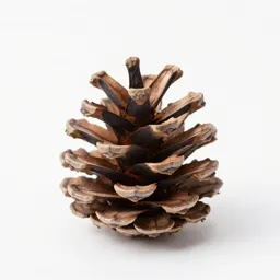 Pine cone