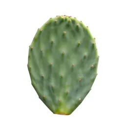 Prickly pear pad