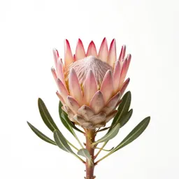 Protea flower